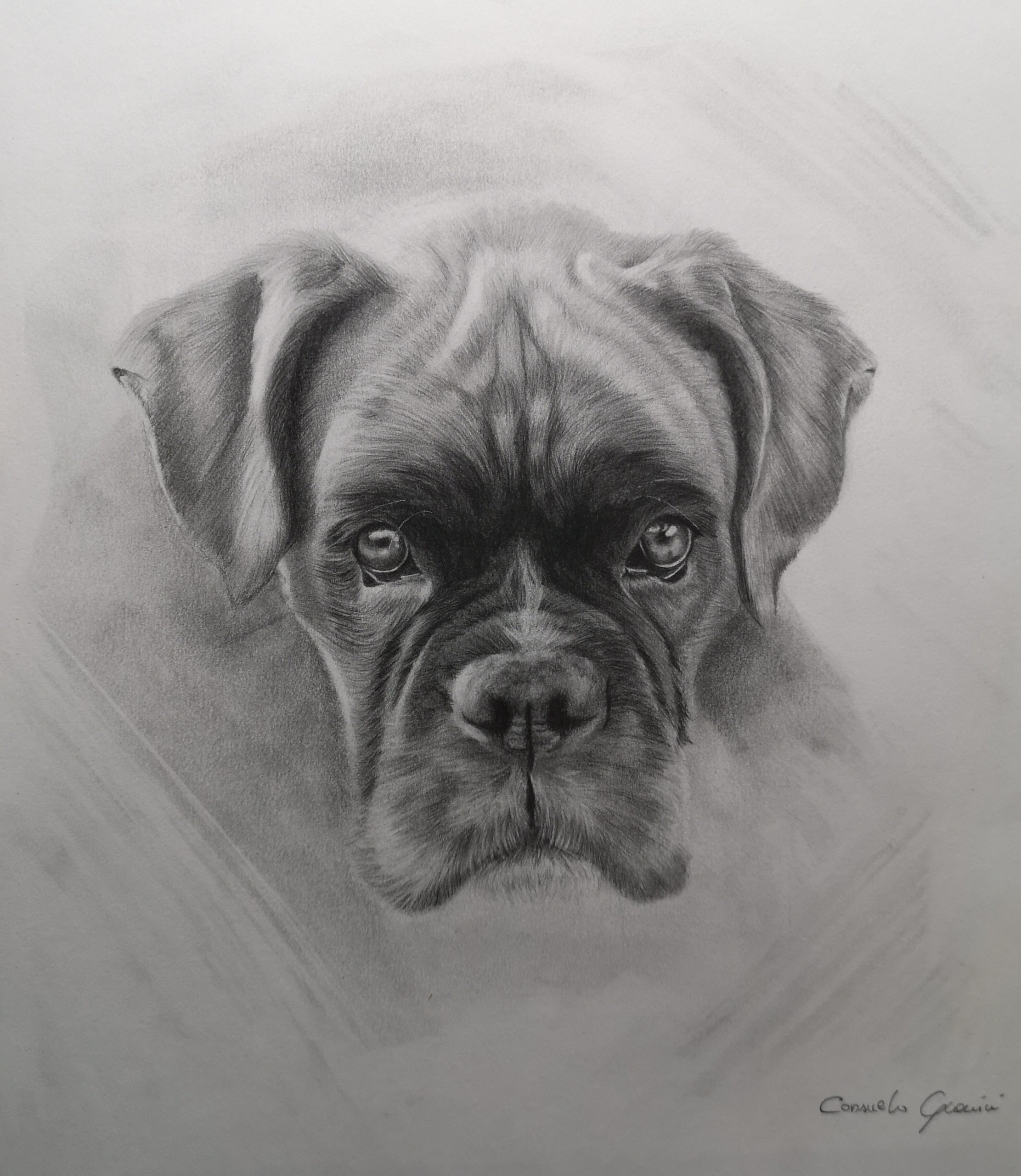 disegno cane