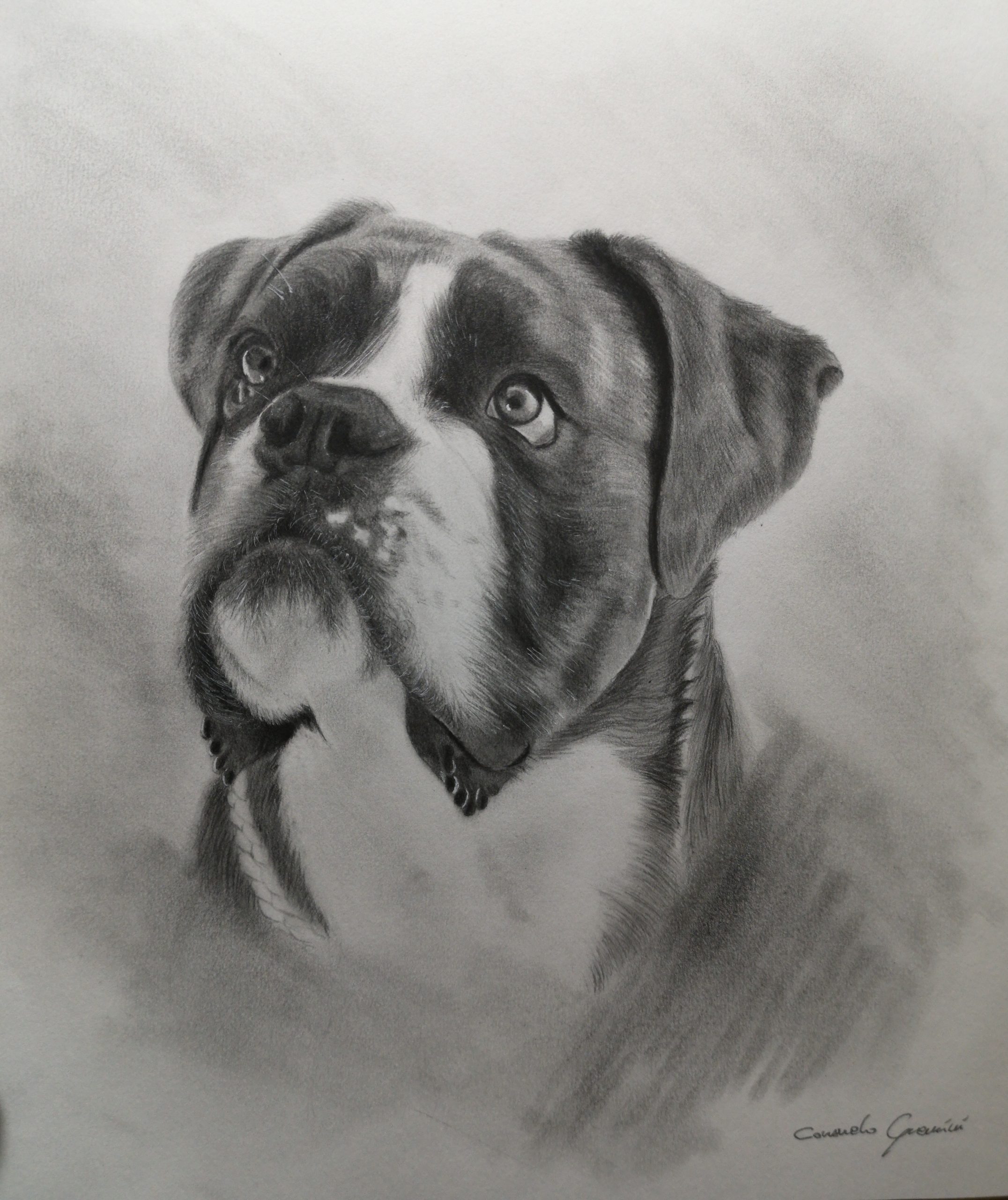 disegno cane bianco e nero