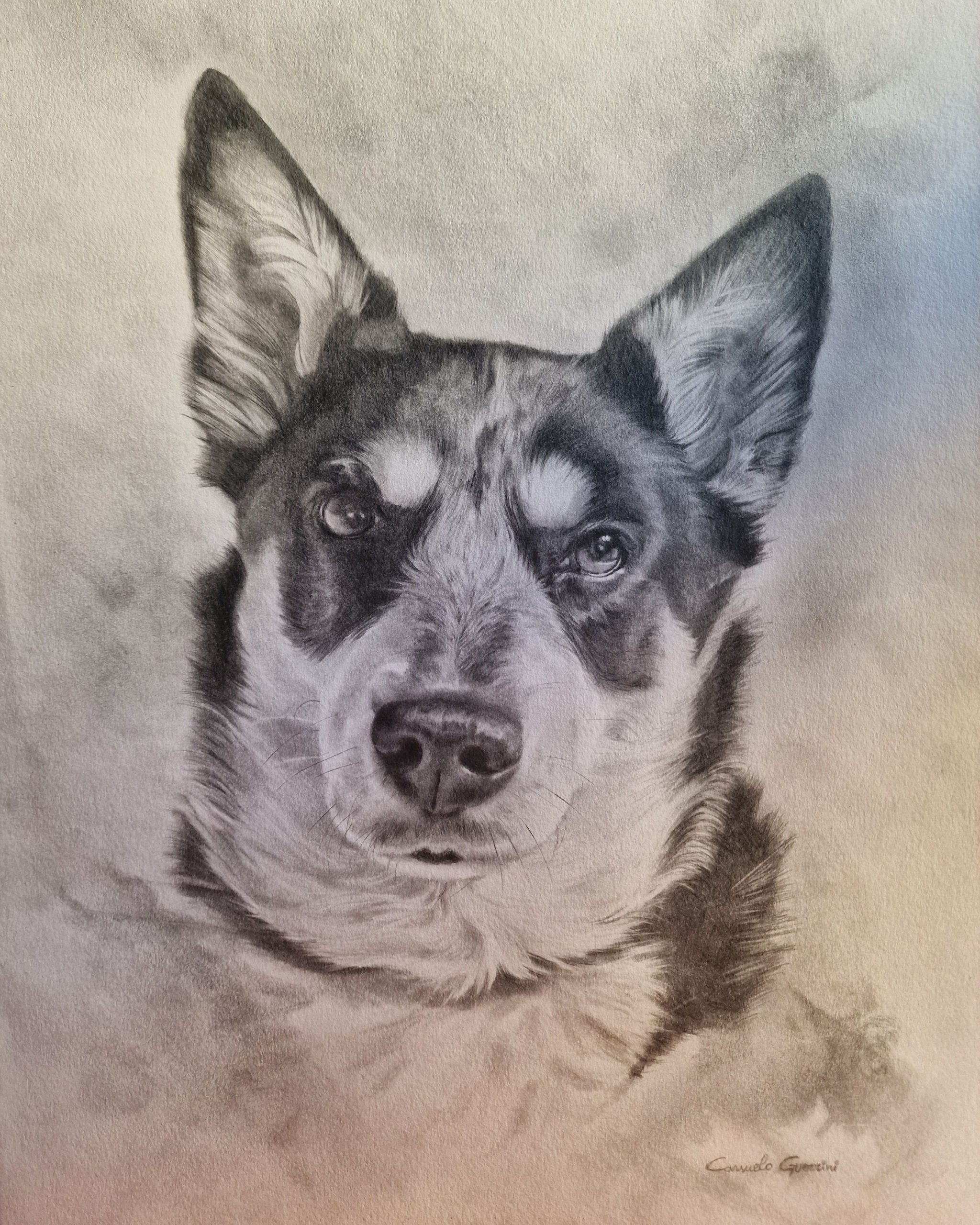 disegno cane a matita